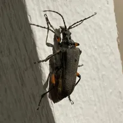 Schaum's Longhorn Beetle thumbnail 4