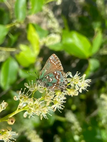 Hessel's Hairstreak