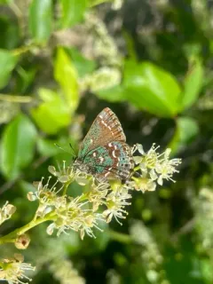 Hessel's Hairstreak thumbnail 1