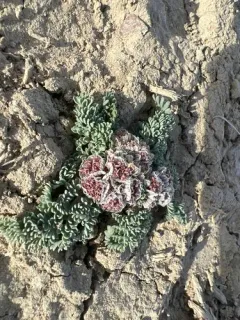 Constance's Spring Parsley thumbnail 1