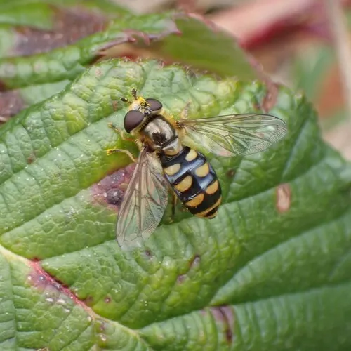 Broad-banded Aphideater