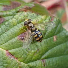 Broad-banded Aphideater thumbnail 1