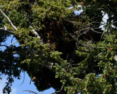 Douglas-Fir Dwarf-Mistletoe thumbnail 3