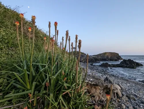 Red Hot Poker