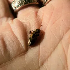 Stropenron hieroglyphica thumbnail 3