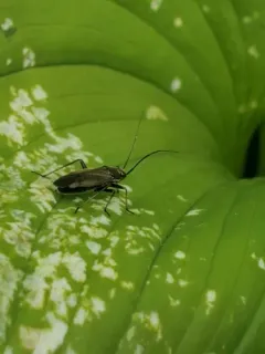 Irbisia sericans thumbnail 1