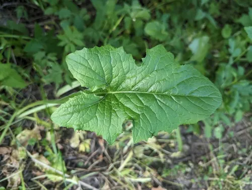 nodding rattlesnake root