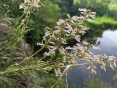 pale beardtongue thumbnail 2
