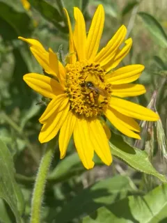 Titus's Sweat Bee thumbnail 2