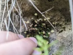 Field Macewort thumbnail 1