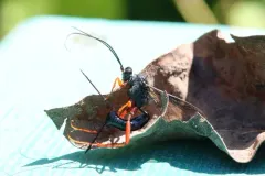 Buathra perplexa thumbnail 2