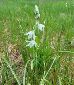 Drooping Star-of-Bethlehem thumbnail 4
