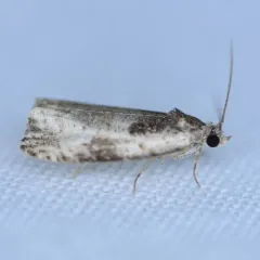 Malana Leafroller Moth thumbnail 2