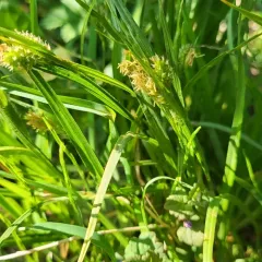 pale sedge thumbnail 2