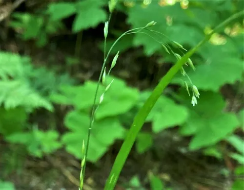 Weak Bluegrass