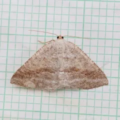 Pale Alder Moth thumbnail 2