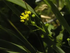 ball mustard thumbnail 4