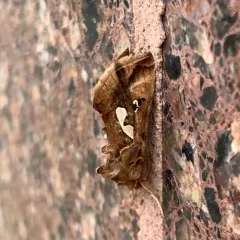 Bilobed Looper Moth thumbnail 2