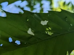Chestnut Casebearer Moth thumbnail 3