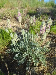Bessey's Locoweed thumbnail 2