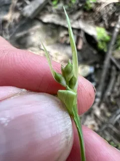 Rocky Mountain Sedge thumbnail 2