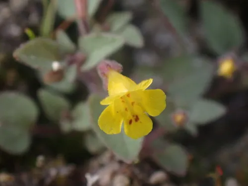 Stalk-leaved Monkeyflower