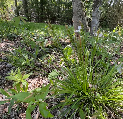 fibrous-rooted sedge