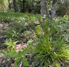 fibrous-rooted sedge thumbnail 1