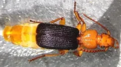 Helluomorphoides praeustus thumbnail 2