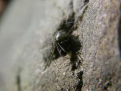 Malkin's Shield Sheetweaver thumbnail 2
