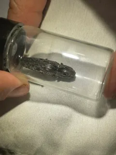 Small-eyed Click Beetle thumbnail 2