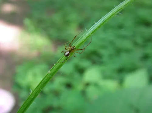 Theridion agrifoliae