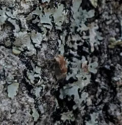 Cyrtolobus togatus thumbnail 3