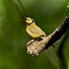 Hooded Warbler thumbnail 4