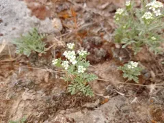 Slickspot peppergrass thumbnail 3
