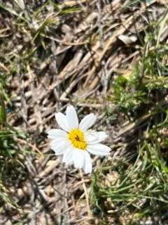 Corn Chamomile thumbnail 4
