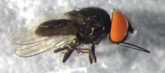 Eusiphona mira thumbnail 3
