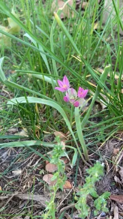 Ornamental Onion thumbnail 3