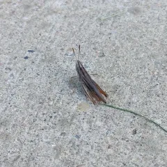 Velvet-striped Grasshopper thumbnail 2