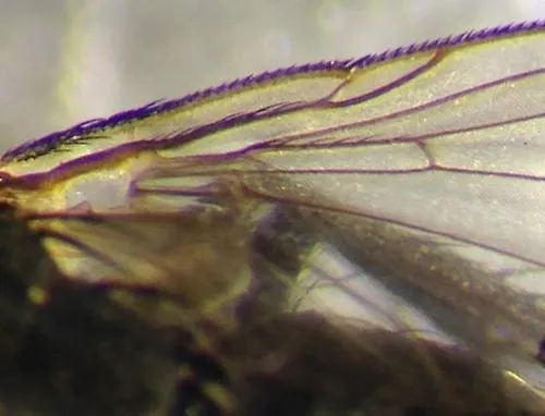 Helicobia rapax