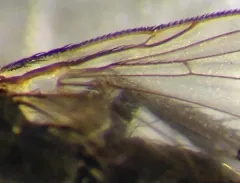Helicobia rapax thumbnail 1