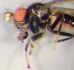 Hyadina albovenosa thumbnail 2