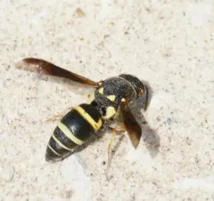 Euodynerus auranus thumbnail 2