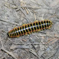 Black-and-gold Flat Millipede thumbnail 2