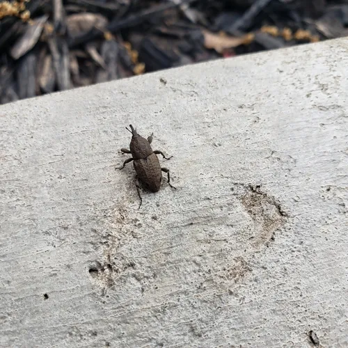 Southern Corn Billbug
