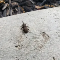 Southern Corn Billbug thumbnail 1