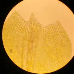 Fountain Feather-moss thumbnail 4