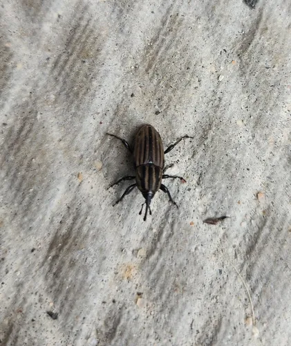 Sphenophorus villosiventris