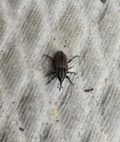 Sphenophorus villosiventris thumbnail 1