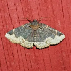 Horrid Zale Moth thumbnail 4